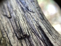 Pseudolachnea hispidula