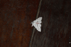 Lymantria brunneiplaga