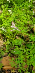 Fumaria