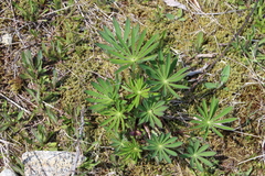 Lupinus polyphyllus