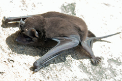 Molossus rufus