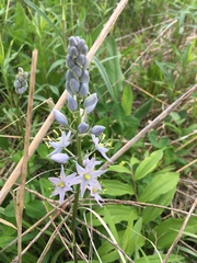 Asparagaceae