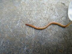 Caenoplana
