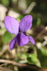 Viola