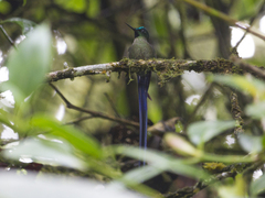 Aglaiocercus berlepschi