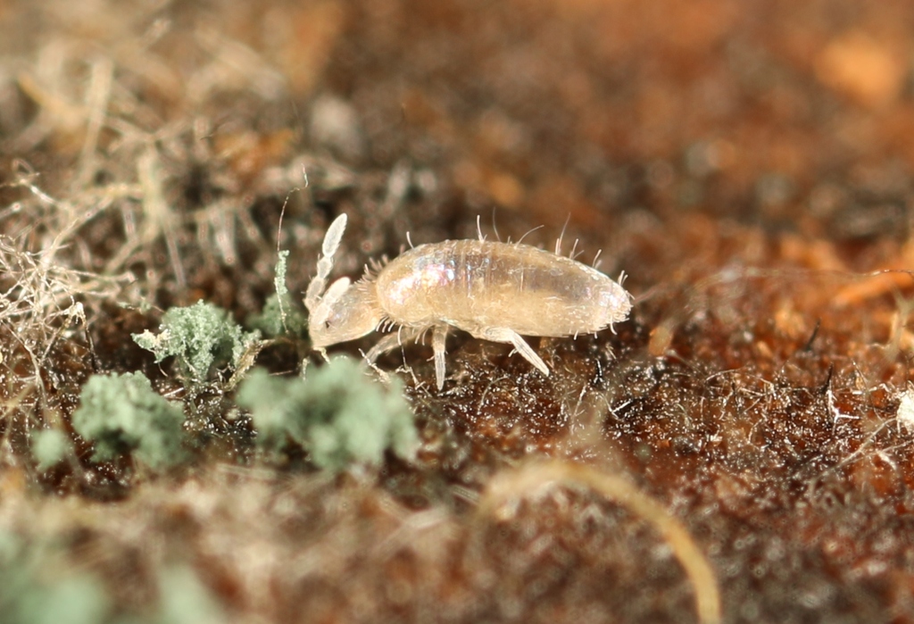 Pseudosinella