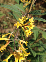 Wikstroemia canescens