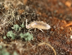 Pseudosinella alba