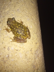 Scinax nasicus