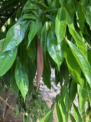 Brownea grandiceps