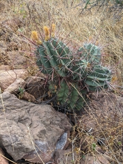 Ferocactus emoryi rectispinus