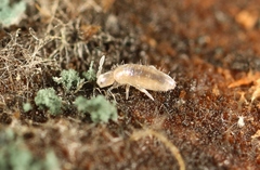 Pseudosinella alba