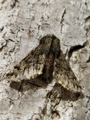 Apocheima hispidaria