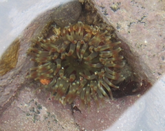 Urticina felina