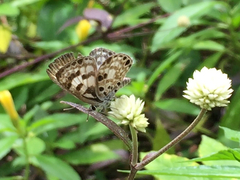 Niphanda tessellata