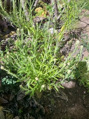 Pseudognaphalium biolettii