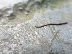 Geoplanidae