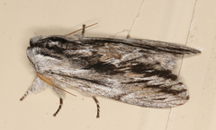 Destolmia lineata