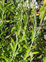 Pseudognaphalium biolettii