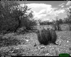 Xerospermophilus spilosoma