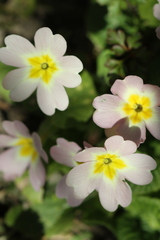 Primula vulgaris