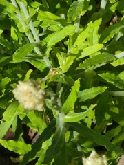 Pseudognaphalium biolettii