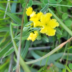 Lithospermum incisum