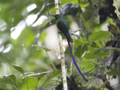 Aglaiocercus berlepschi