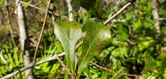 Quercus nigra