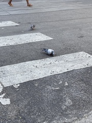 Columba livia