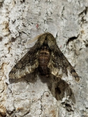 Apocheima hispidaria