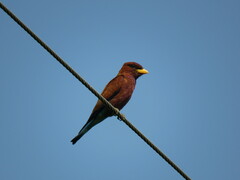 Eurystomus glaucurus