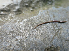 Geoplanidae
