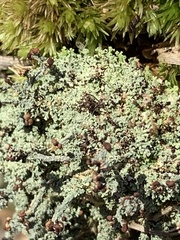Cladonia peziziformis