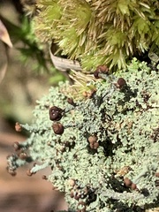 Cladonia peziziformis