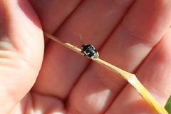 Tritomegas bicolor