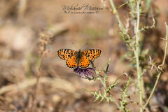 Melitaea didyma