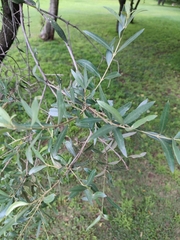 Olea europaea europaea