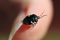 Tritomegas bicolor