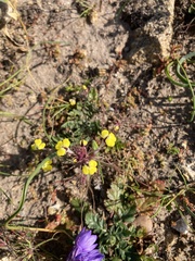 Triphysaria eriantha