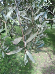 Olea europaea europaea