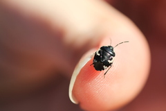 Tritomegas bicolor