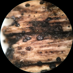 Pseudolachnea hispidula