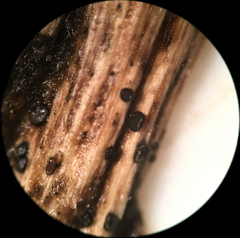 Pseudolachnea hispidula