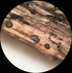 Pseudolachnea hispidula