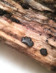 Pseudolachnea hispidula
