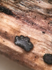 Pseudolachnea hispidula
