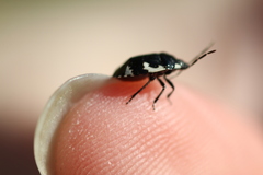 Tritomegas bicolor