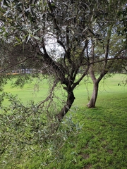Olea europaea europaea