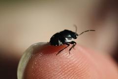 Tritomegas bicolor
